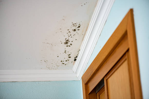 Best Emergency Mold Removal  in Governors Clu, NC